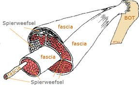 Fascielagen